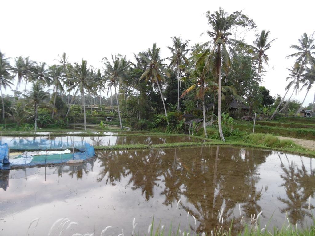 Mesari Hotel Ubud מראה חיצוני תמונה